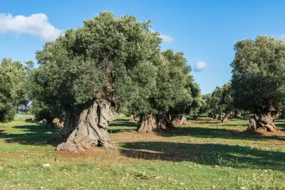Ulivi secolari a Ostuni